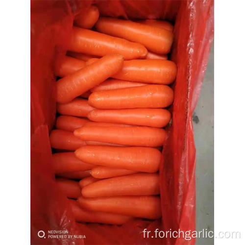 Récolte de carottes fraîches 2019 de bonne qualité